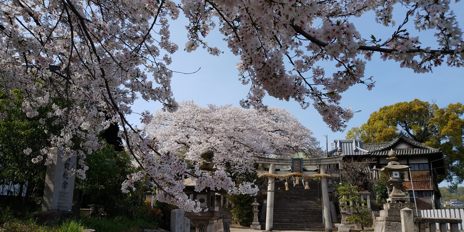 桜に彩られた亀山八幡宮の参道